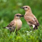 Isabellsteinschmätzer (Oenanthe isabellina)