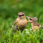Isabellsteinschmätzer (Oenanthe isabellina)