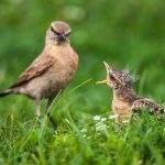 Isabellsteinschmätzer (Oenanthe isabellina)