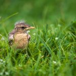 Isabellsteinschmätzer (Oenanthe isabellina)