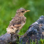 Isabellsteinschmätzer (Oenanthe isabellina)