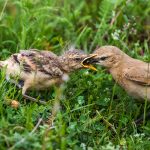 Isabellsteinschmätzer (Oenanthe isabellina)