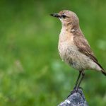 Isabellsteinschmätzer (Oenanthe isabellina)