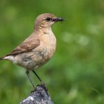 Isabellsteinschmätzer (Oenanthe isabellina)