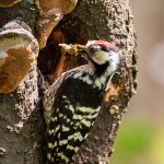 Kleinspecht (Dendrocopos minor)