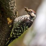 Kleinspecht (Dendrocopos minor)