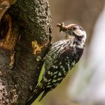 Kleinspecht (Dendrocopos minor)