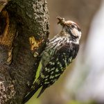 Kleinspecht (Dendrocopos minor)