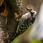 Kleinspecht (Dendrocopos minor)