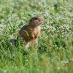Europäischer Ziesel (Spermophilus citellus)