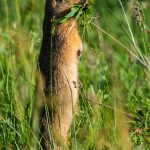 Europäischer Ziesel (Spermophilus citellus)