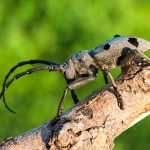 Trauerbock (Morimus asper funereus)