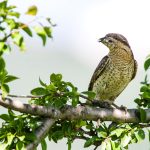 Wendehals (Jynx torquilla)