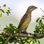 Wendehals (Jynx torquilla)