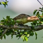 Wendehals (Jynx torquilla)