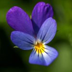 Wildes Stiefmütterchen (Viola tricolor)