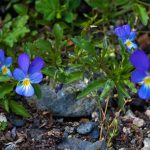 Wildes Stiefmütterchen (Viola tricolor)
