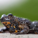 Gelbbauchunke (Bombina variegata)