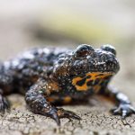 Gelbbauchunke (Bombina variegata)