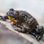 Gelbbauchunke (Bombina variegata)