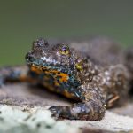 Gelbbauchunke (Bombina variegata)