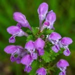 Gefleckte Taubnessel (Lamium maculatum)
