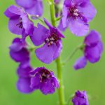 Violette Königskerze (Verbascum phoeniceum)