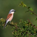 Neuntöter (Lanius collurio)