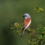 Neuntöter (Lanius collurio)