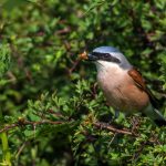 Neuntöter (Lanius collurio)