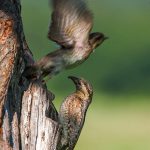 Wendehals (Jynx torquilla)