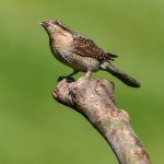 Wendehals (Jynx torquilla)