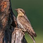 Wendehals (Jynx torquilla)