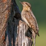 Wendehals (Jynx torquilla)