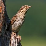 Wendehals (Jynx torquilla)