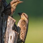 Wendehals (Jynx torquilla)