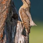 Wendehals (Jynx torquilla)