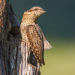 Wendehals (Jynx torquilla)