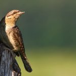 Wendehals (Jynx torquilla)