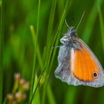 Kleines Wiesenvögelchen (Coenonympha pamphilus)