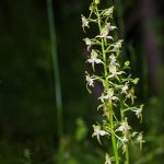 Grünliche Waldhyazinthe (Platanthera chlorantha)