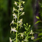 Grünliche Waldhyazinthe (Platanthera chlorantha)