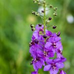 Violette Königskerze (Verbascum phoeniceum)