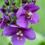 Violette Königskerze (Verbascum phoeniceum)