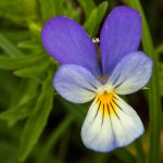 Wildes Stiefmütterchen (Viola tricolor)
