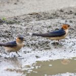 Rötelschwalbe (Cecropis daurica)