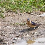 Rötelschwalbe (Cecropis daurica)
