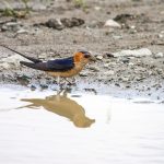 Rötelschwalbe (Cecropis daurica)