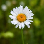 Margerite (Leucanthemum vulgare)