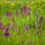 Sumpf-Knabenkraut (Orchis palustris)